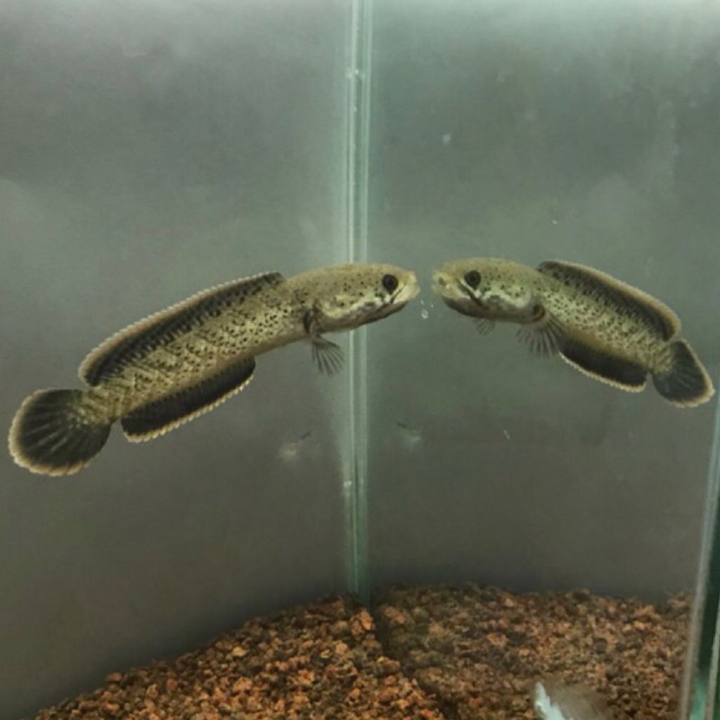 baby channa limbata 5-6