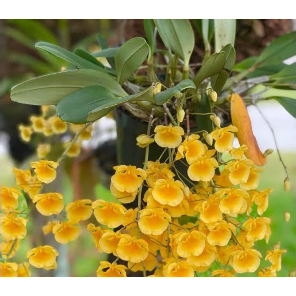 dendrobium agregatum ekonomisan