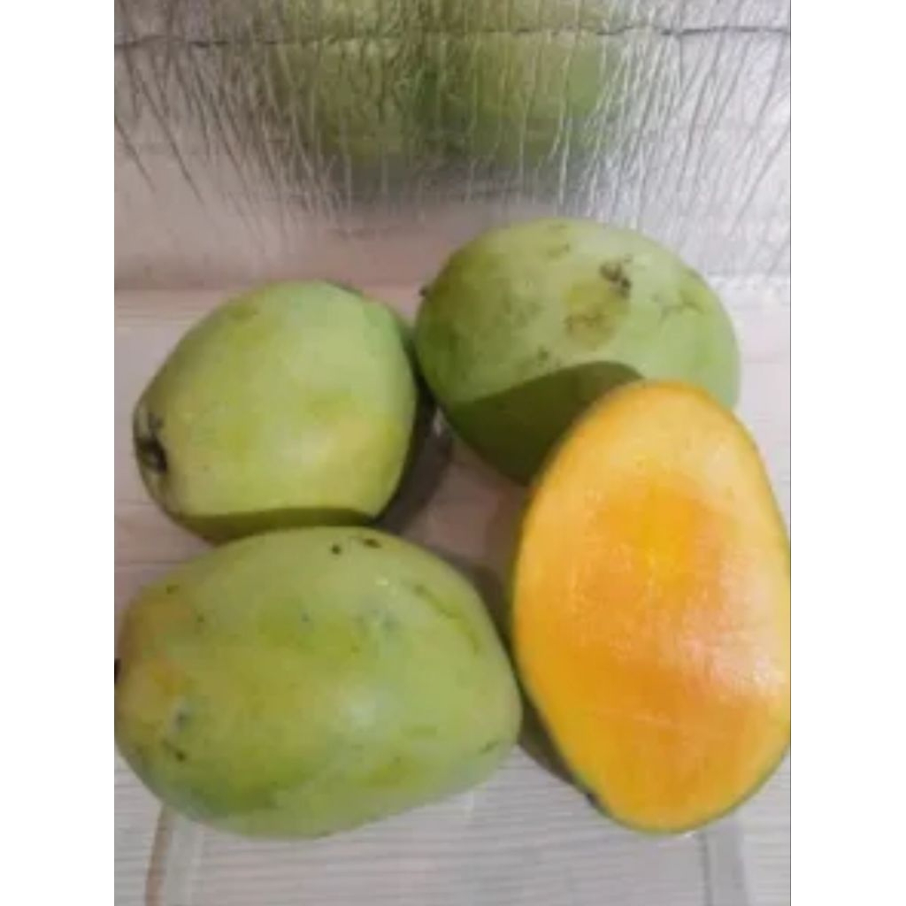 Mangga cengkir 1kg mangga cengkir matang mangga cengkir matang manis buah segar bandung