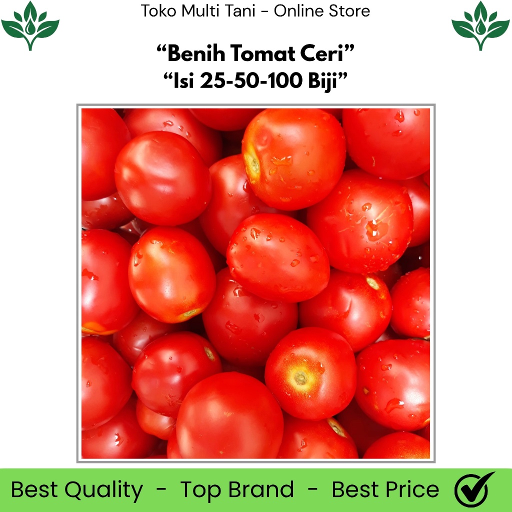 Benih Tomat Ceri Isi 25/50/100 Biji - Benih Tomat Ceri - Benih Tomat Ceri Manis - Benih Tomat Ceri F