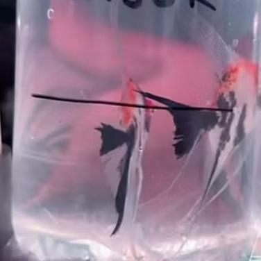 MANFISH RED DEVIL SLAYER UKURAN M