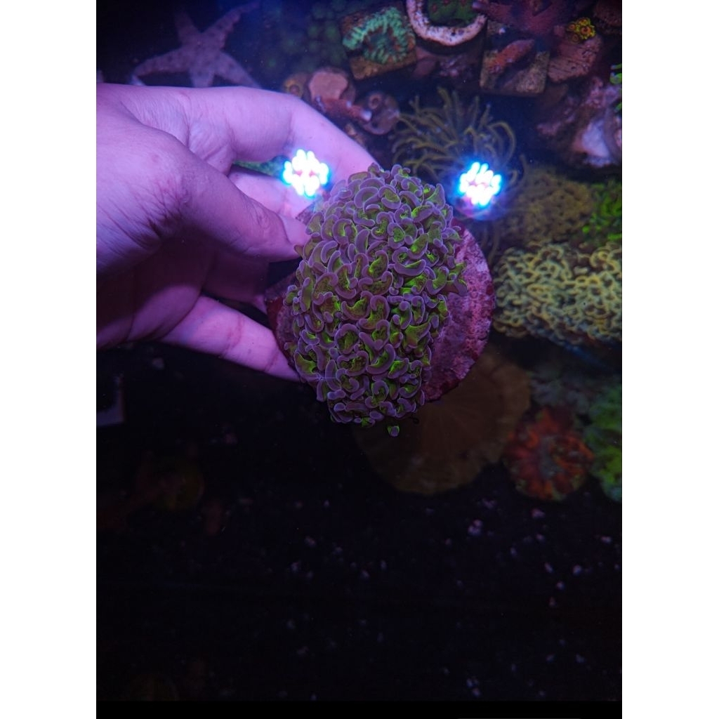Coral Siwalan Tip Ungu (LPS)