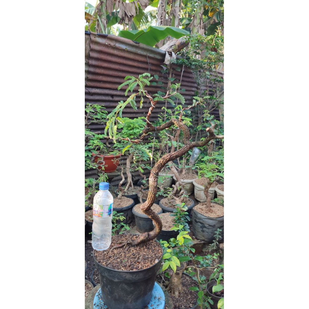 bonsai asem jawa meliuk