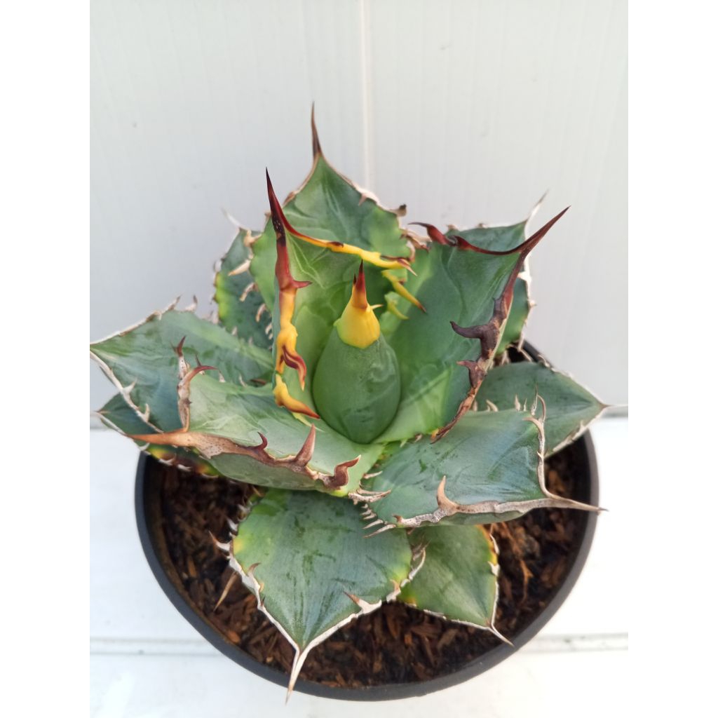 agave titanota spp