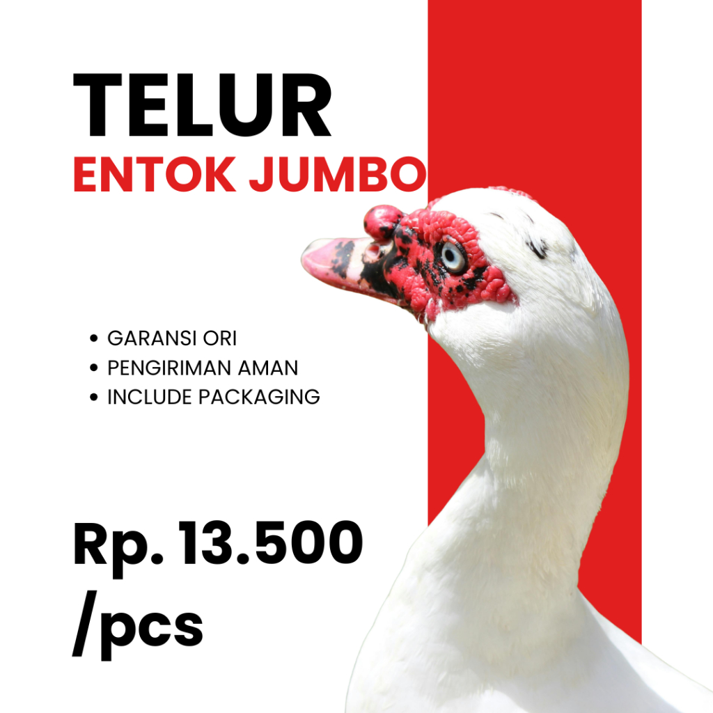 Telur Fertil ENTOK JUMBO ORIGINAL Siap Tetas ASLI Dari Peternakan Yang Sehat