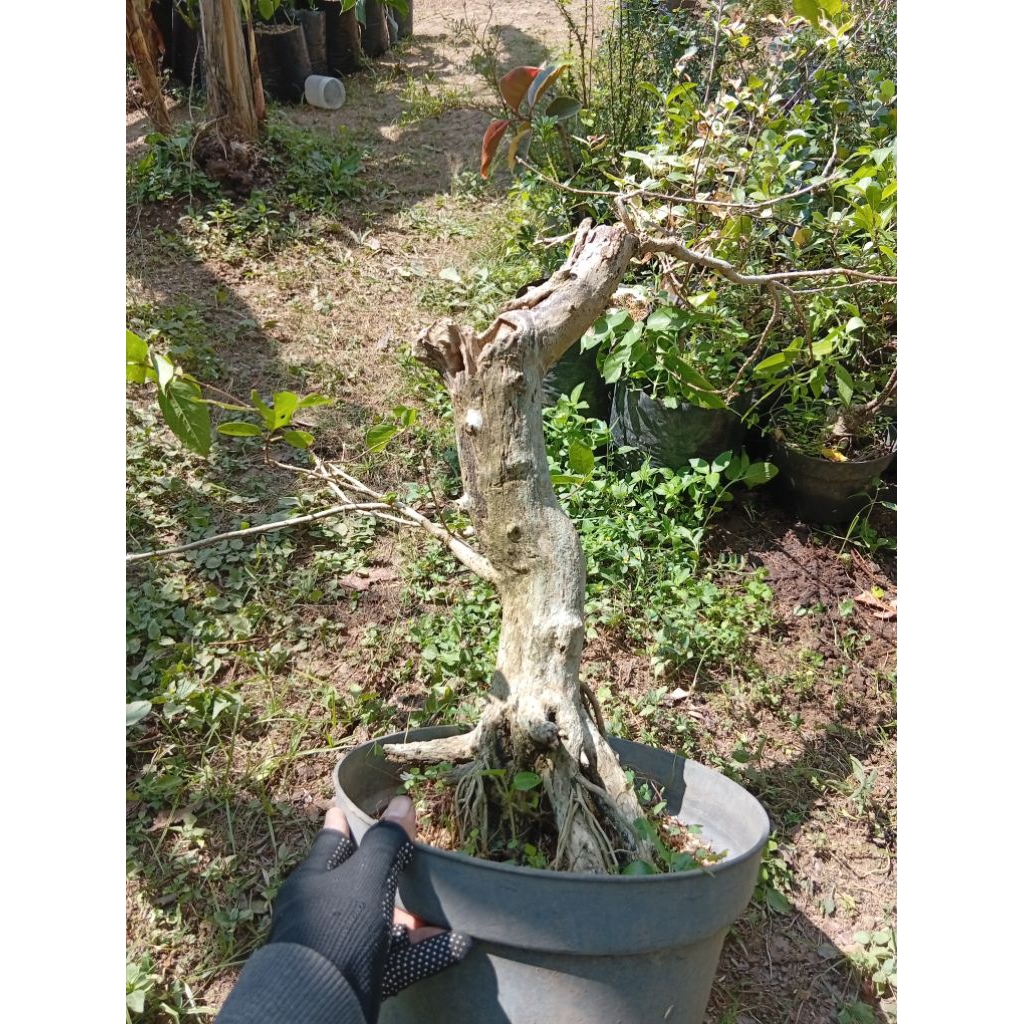 Bahan Bonsai Wahong Sancang Prospek