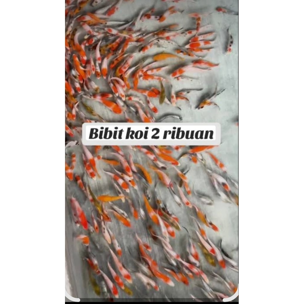 BIBIT KOI KOHAKU SIZE 2 CM BONUS PAKAN