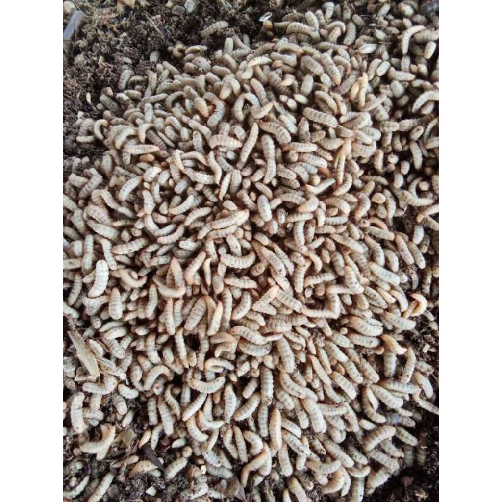Maggot FRESH Hidup 1 KG