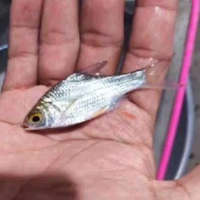 Ikan kaviat hijau size 6-7cm