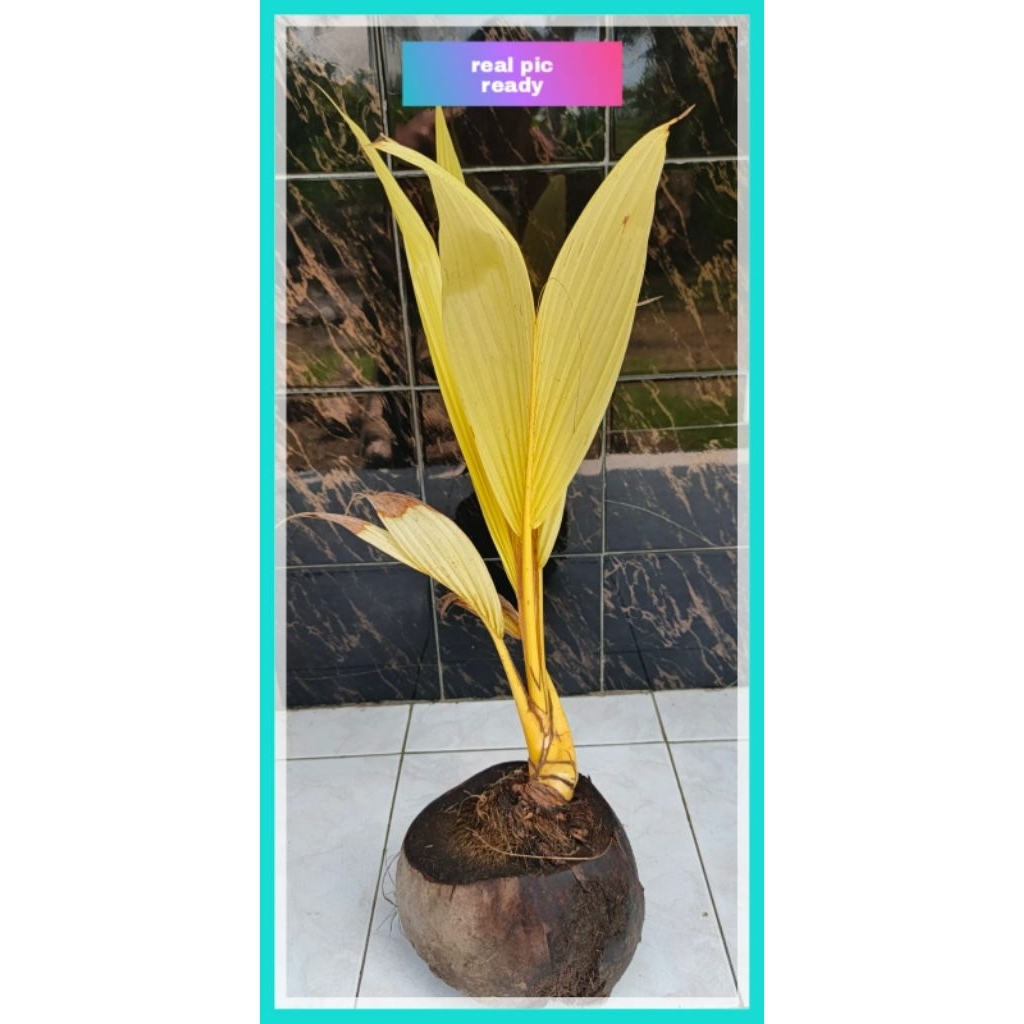 bahan bonsai tanaman hias kelapa albino/varigata gold