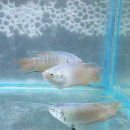 Ikan sepat paradise 5-6cm