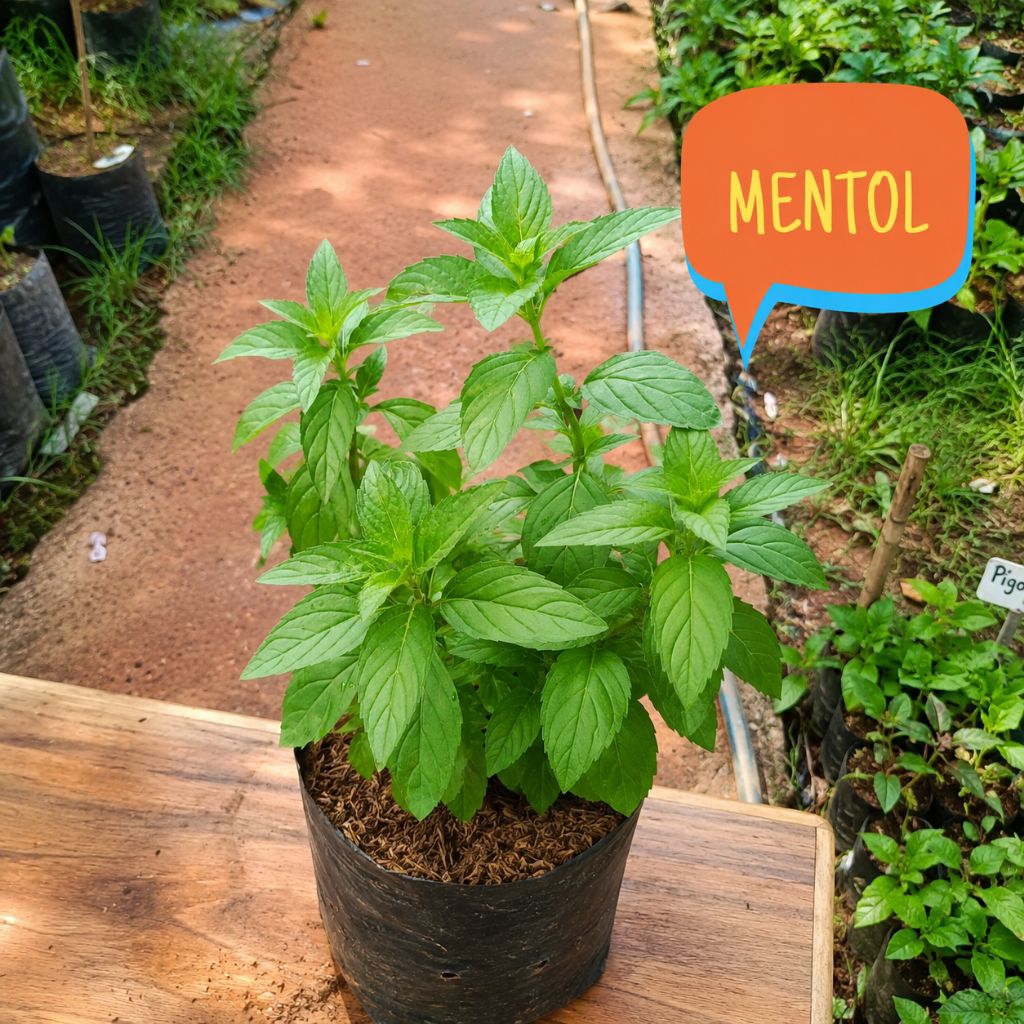 Bibit Mentol Tanaman Pepermint - Aroma Mentol Segar Tanaman Mentol