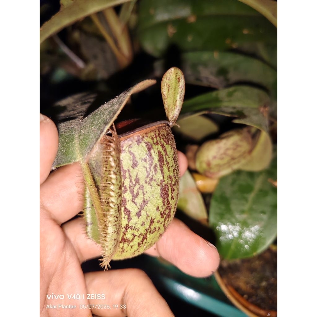 Nepenthes Ampullaria Batik