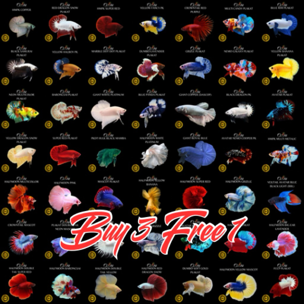 (Buy 3 Free 1) Ikan Cupang Variasi Giant, Halfm00n, Plakat, Crowntail, Double Tail Hiasan Aquarium A