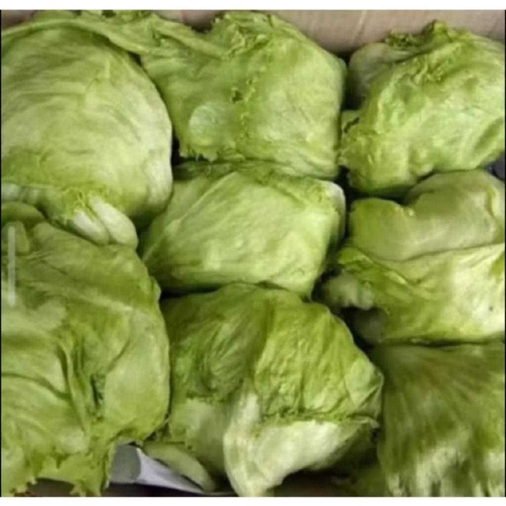 sayur romen letus 1kg