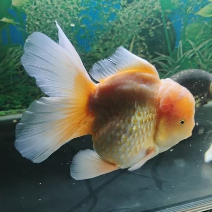Ikan Mas Koki Oranda Rosetail