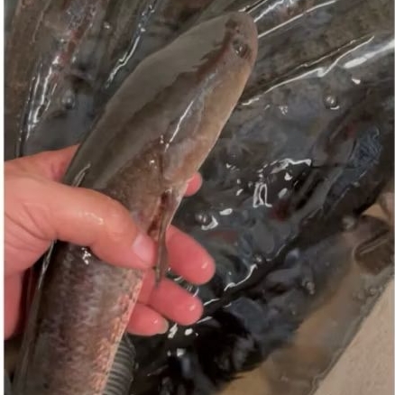 ikan gabus ikan kutuk hidup