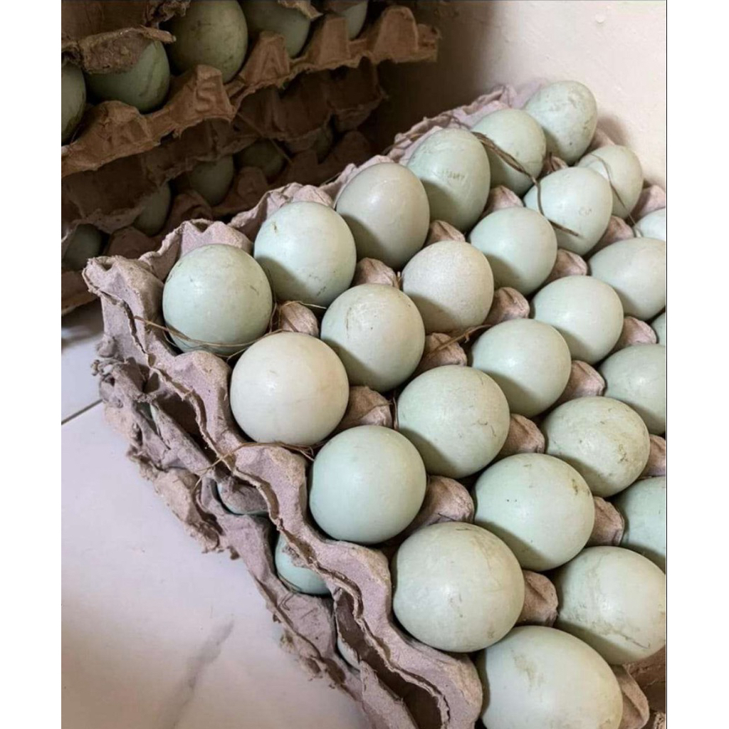 TELUR ITIK