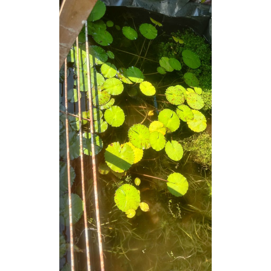 Tiger lotus indukan