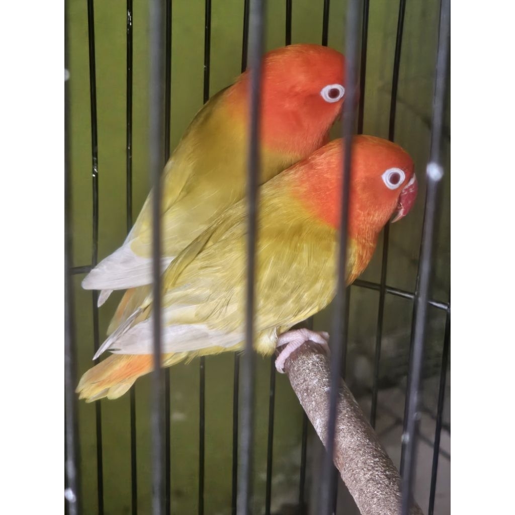 Lovebird Bio Pf Green gemuk Lincah ( DEWASA ) GRADE A