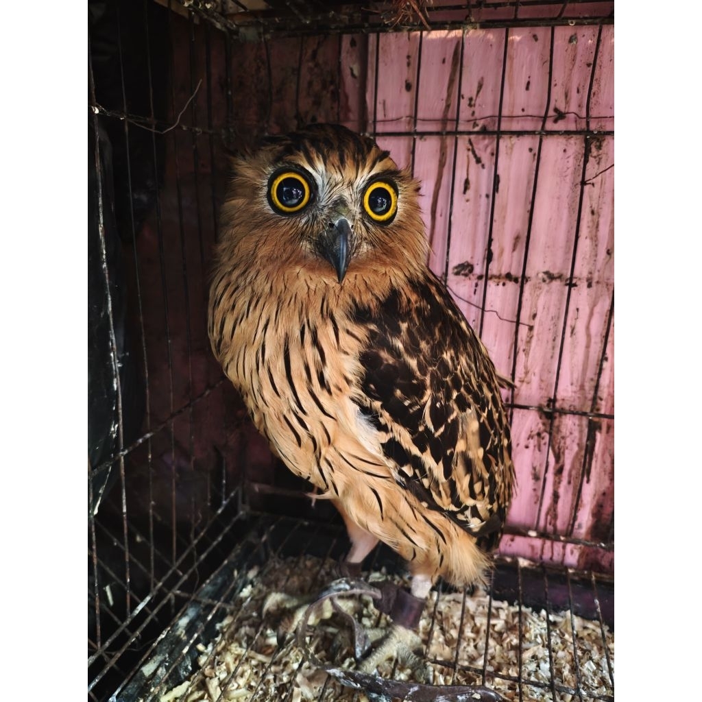Burung Hantu Buffy Fish Owl