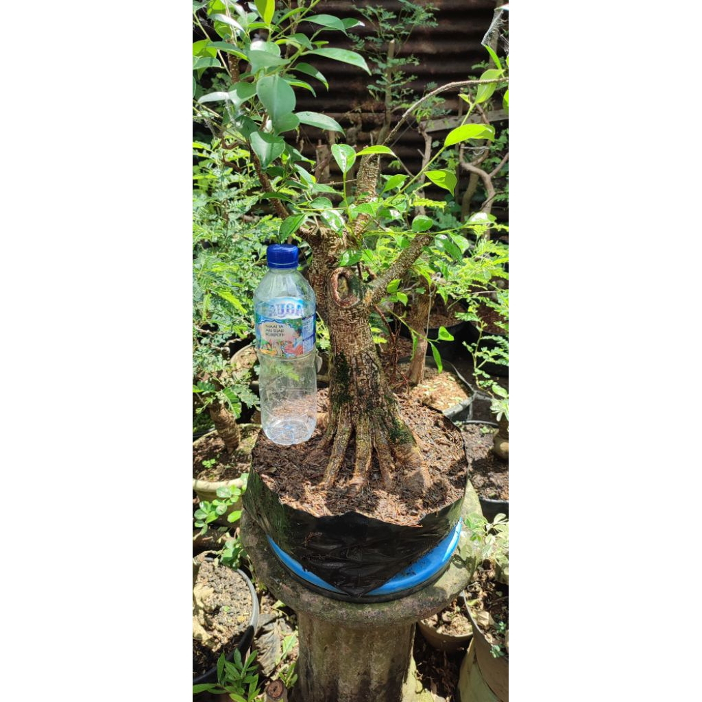 bahan bonsai kimeng prokar