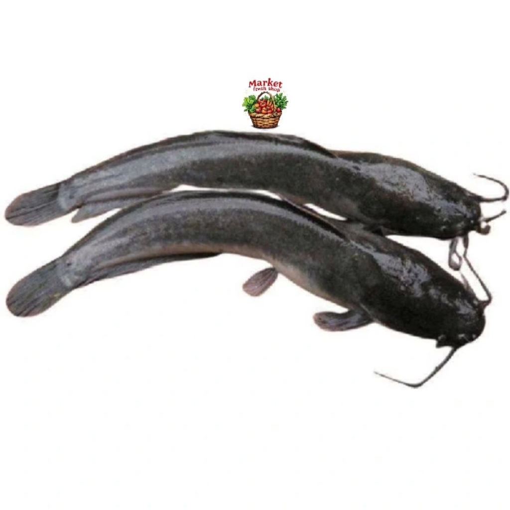 ikan lele hidup MFS/ ikan lele segar/ sayur Medan/ lauk Medan