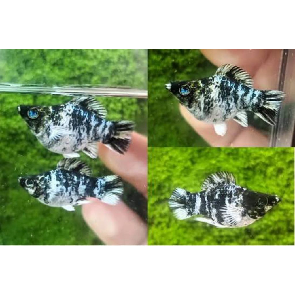 molly zebra balon