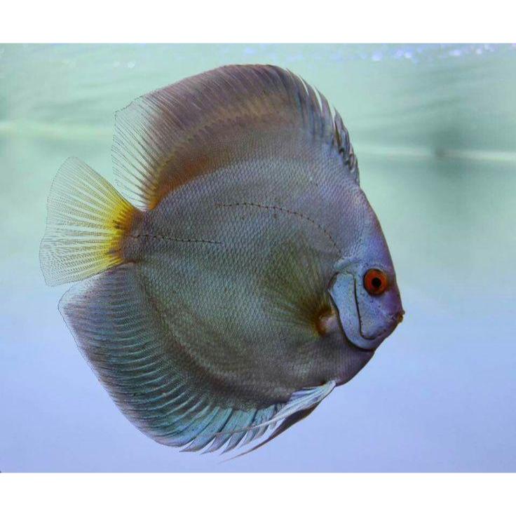 Discus Ghost / Ghost discus / ikan hias / ikan discus / ghost / discus gagah / berkelas