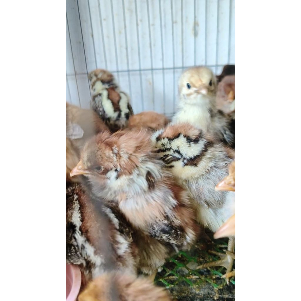DOC ARAB - BIBIT ANAK AYAM ARAB