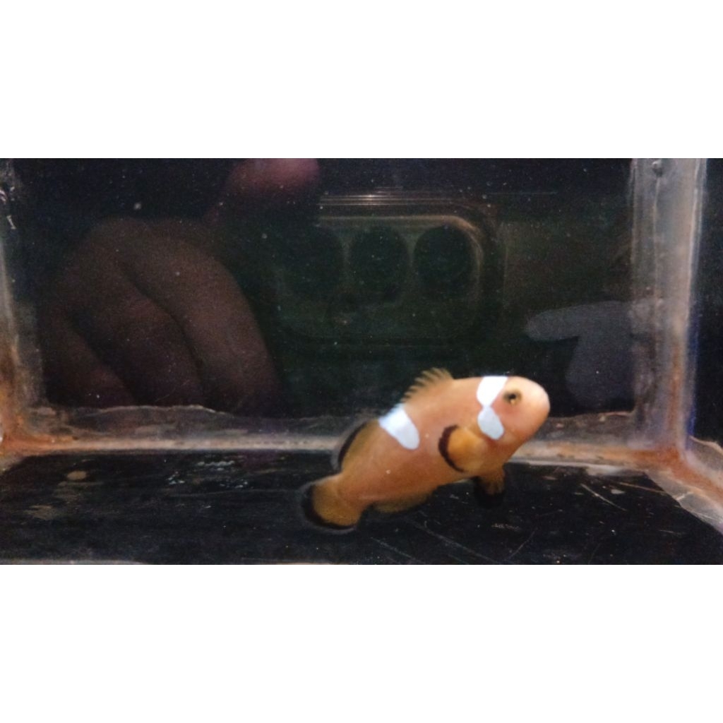 Nemo Missbar Hybrid | Ikan Hias Air laut
