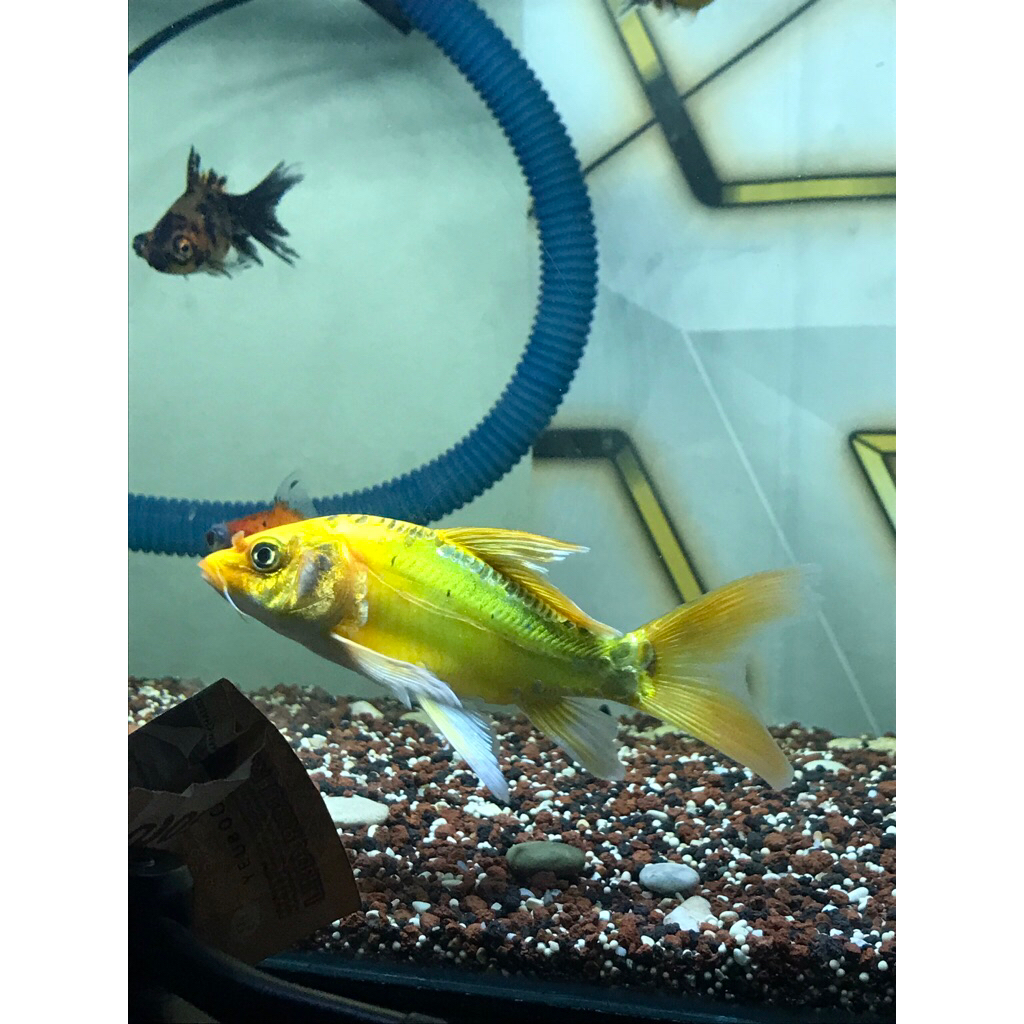 Ikan Koi Slayer Gold
