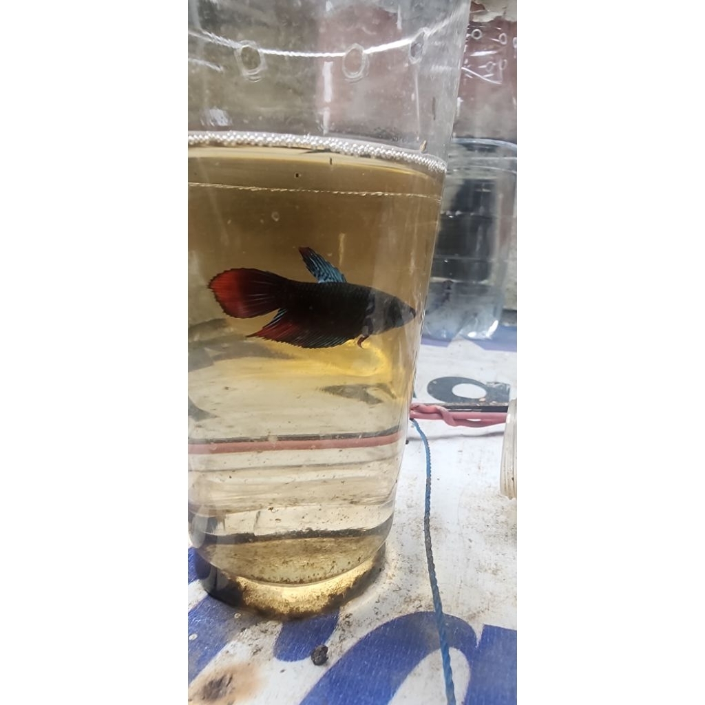 wild betta imbellis long fin indukan