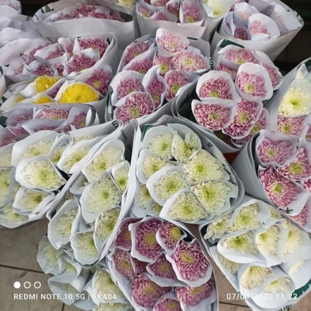 Bunga Potong Krisan Standar - Bunga Krisan Standar Segar Asli