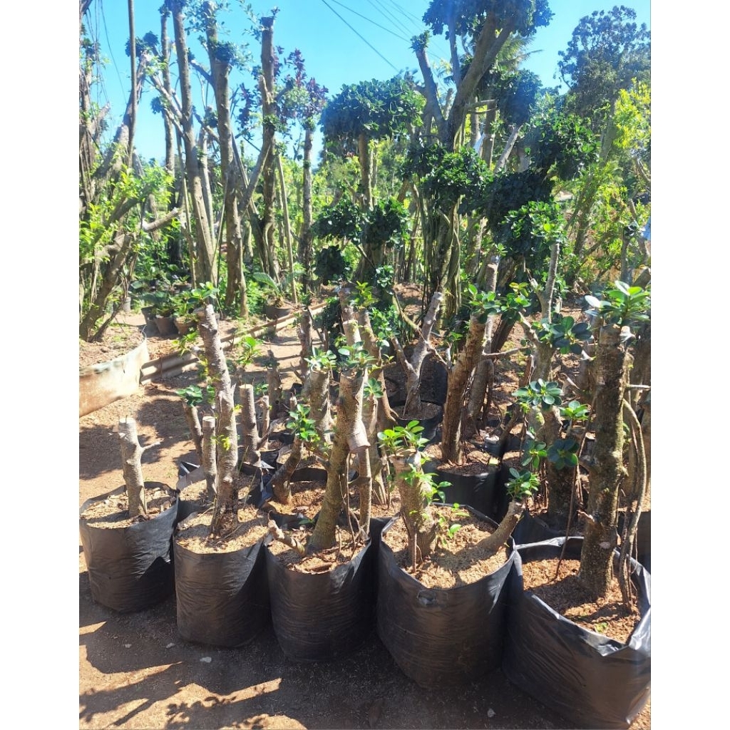 BONSAI DOLAR MIKRO
