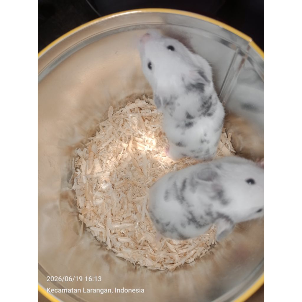Hamster Fujiyama I Hamster Syrian Fujiyama Remaja | Hamster Peliharaan