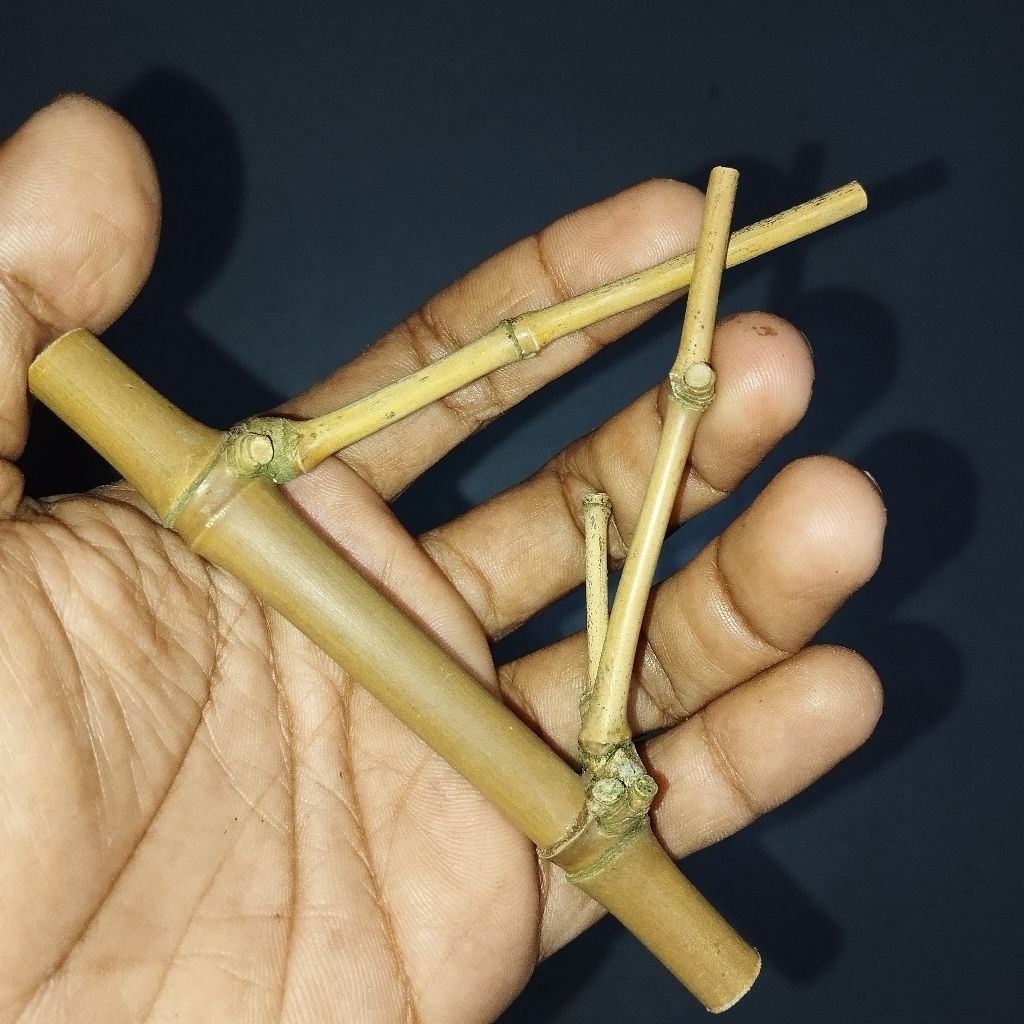 BACA DESKRIPSI || BAMBU LANGKA