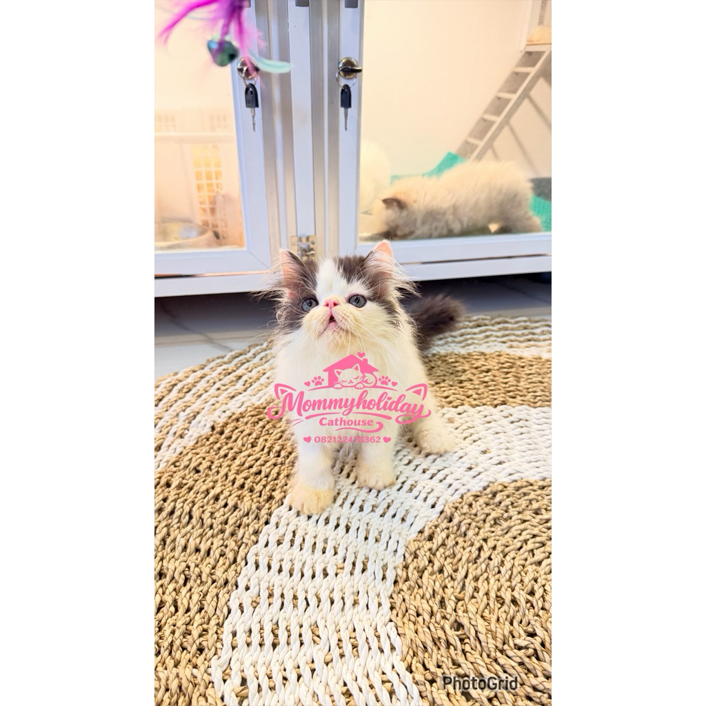 kucing Persia Peaknose kitten jantan 2,5 bulan