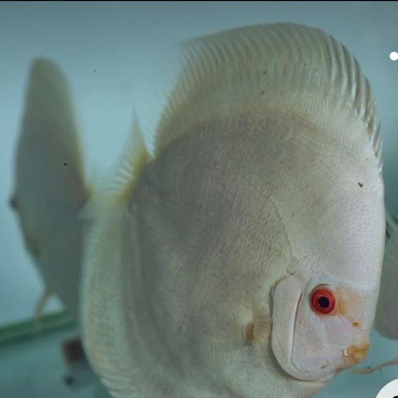 ikan discus albino platinum / discus platinum / albino platinum