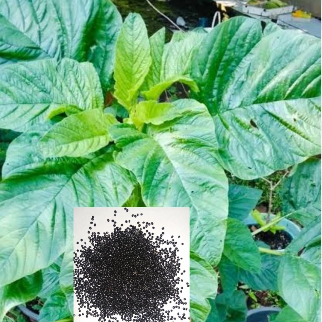 200 Biji Benih Bayam Raja/ Bayam Kakap / Bayam Hijau Daun Lebar/Bayam petik