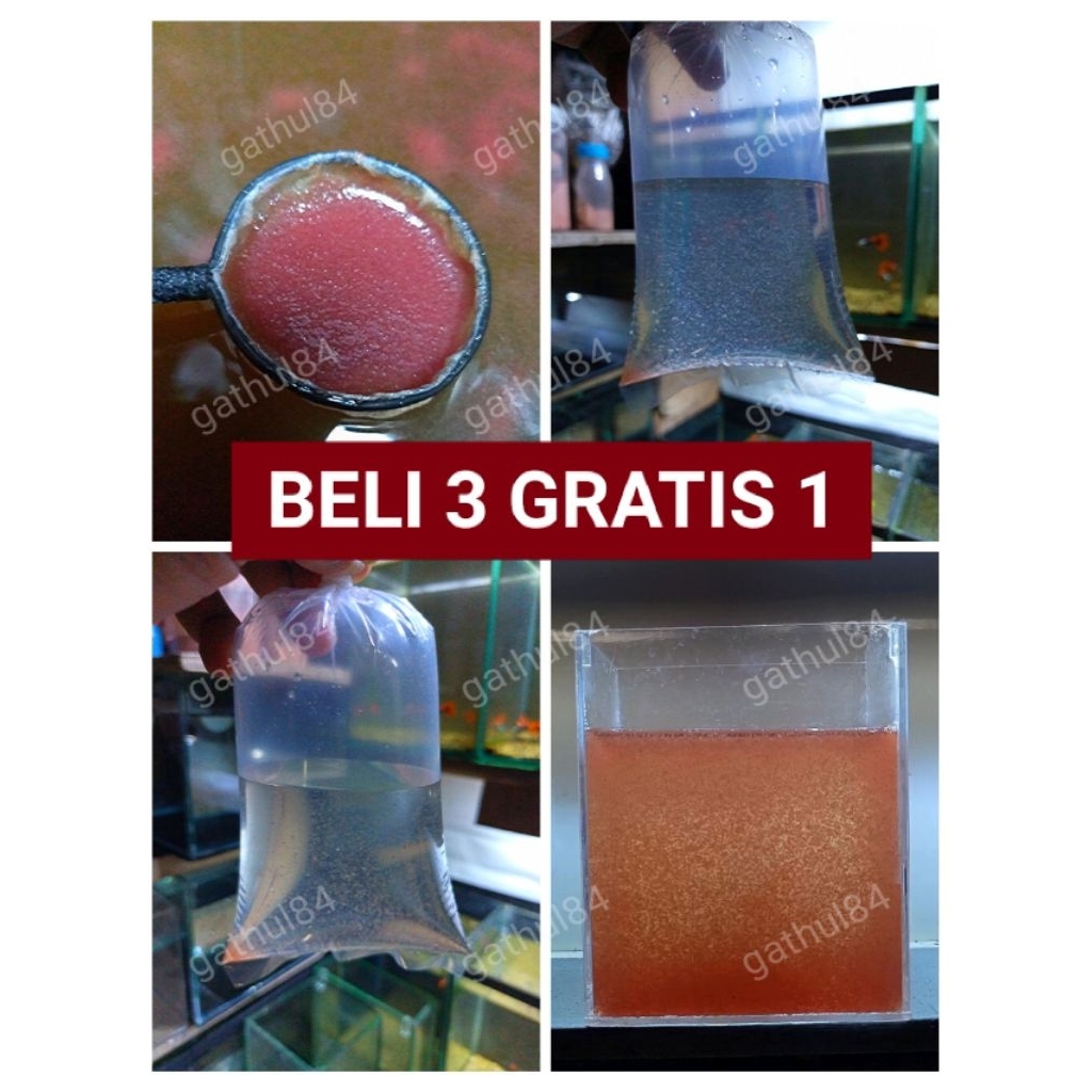 kutu air moina