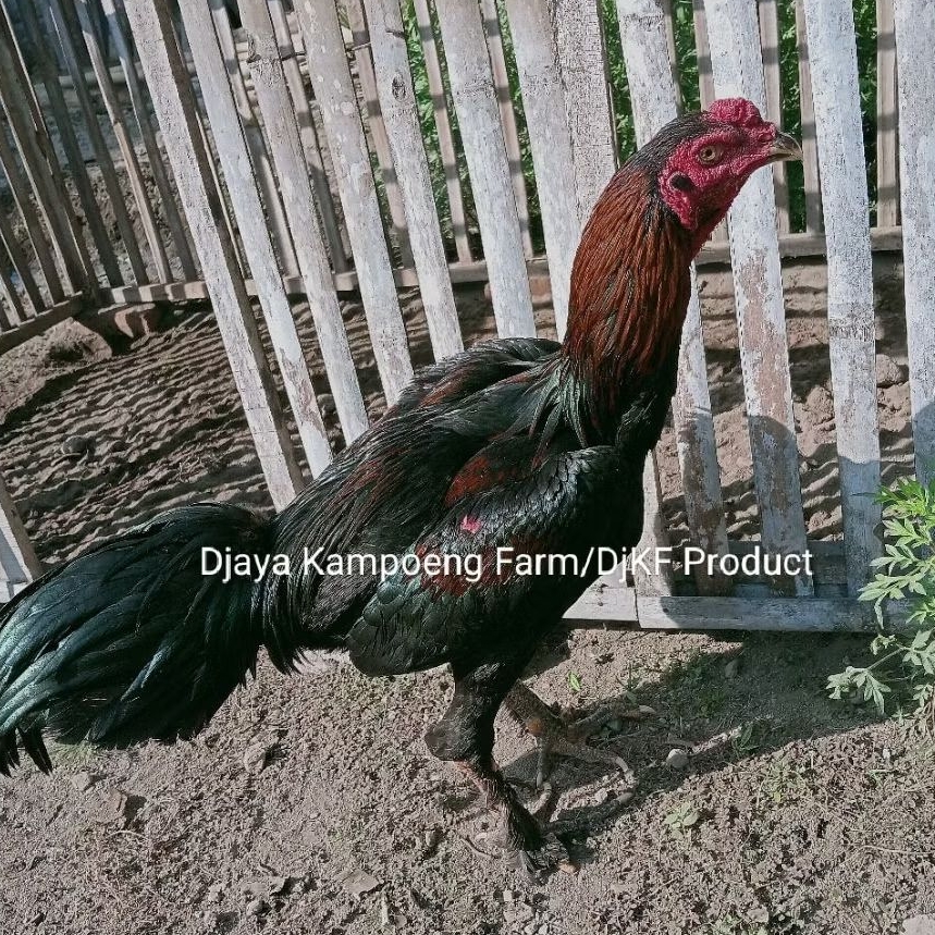 Telur Fertil Telur Tetas Ayam Aduan Blackbull Cros Mangon