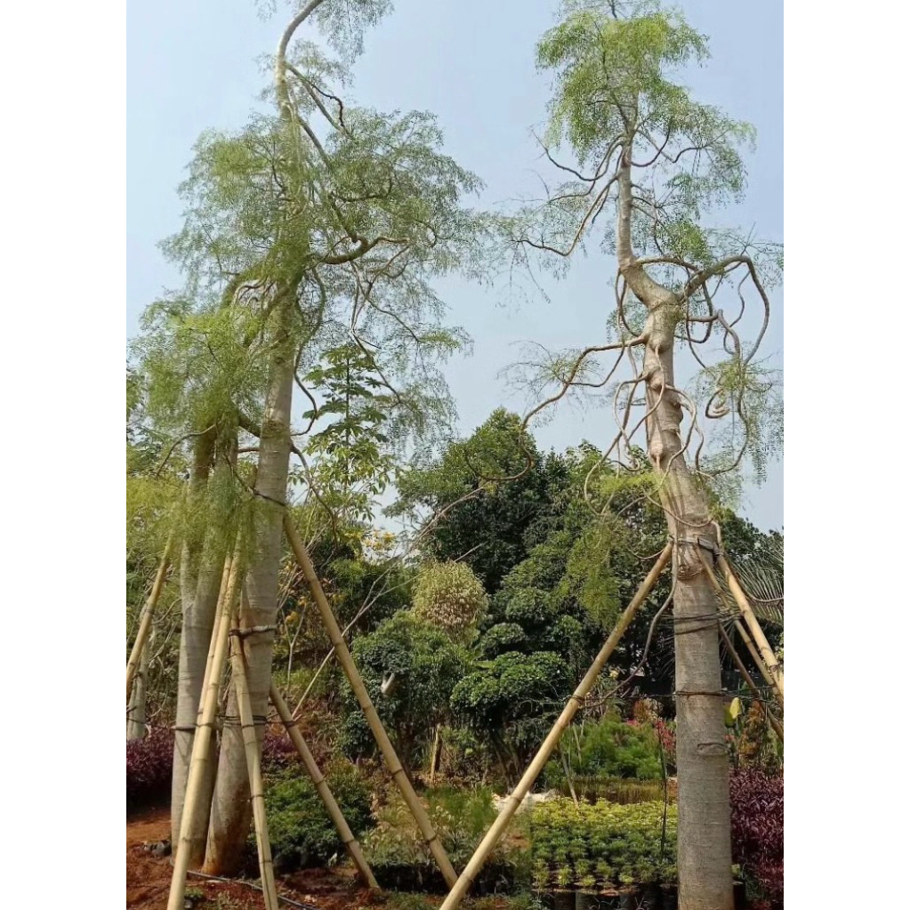 pohon kelor moringa afrika