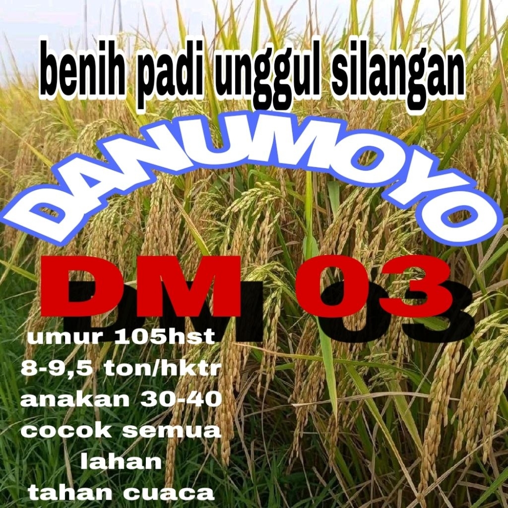 benih padi unggul Cl220 kemasan 5kg