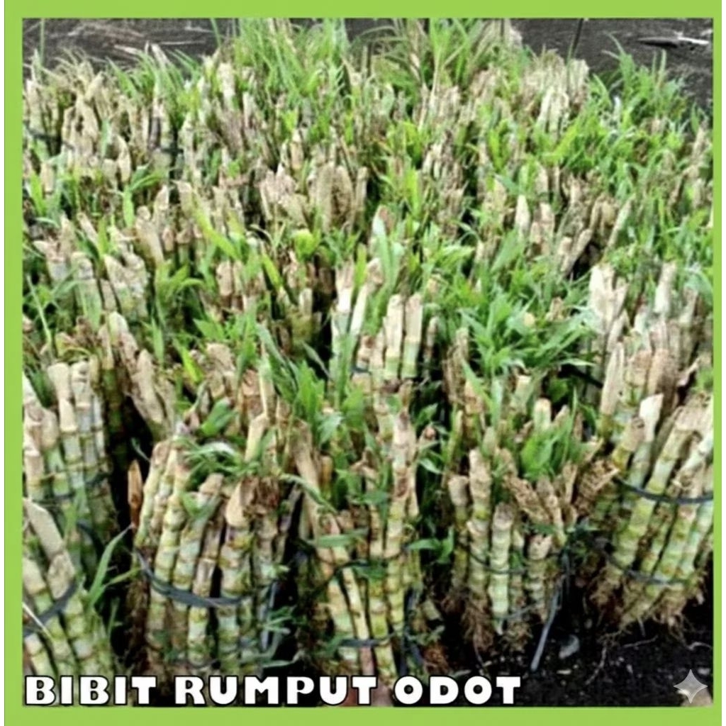 Bibit Rumput Odot Super, Rumput Pakan Ternak, Bibit Odot, Pakan Kambing, Pakan Sapi 1kg isi 45