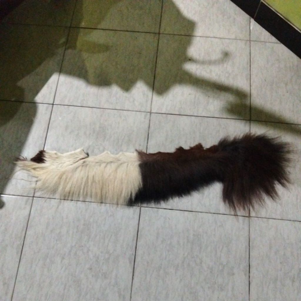 suri kuda asli Hitam putih 20-30 cm