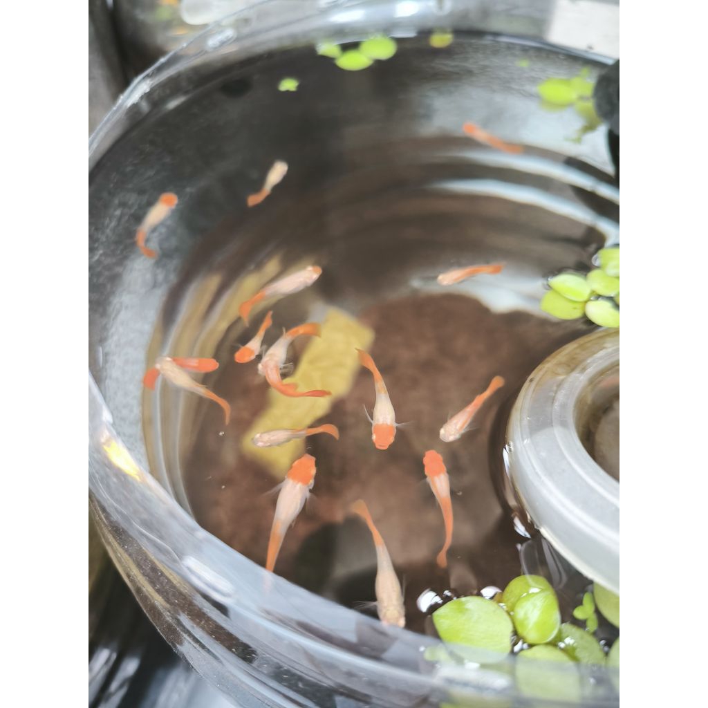 kebutuhan aquarium guppy albino red koi indukan