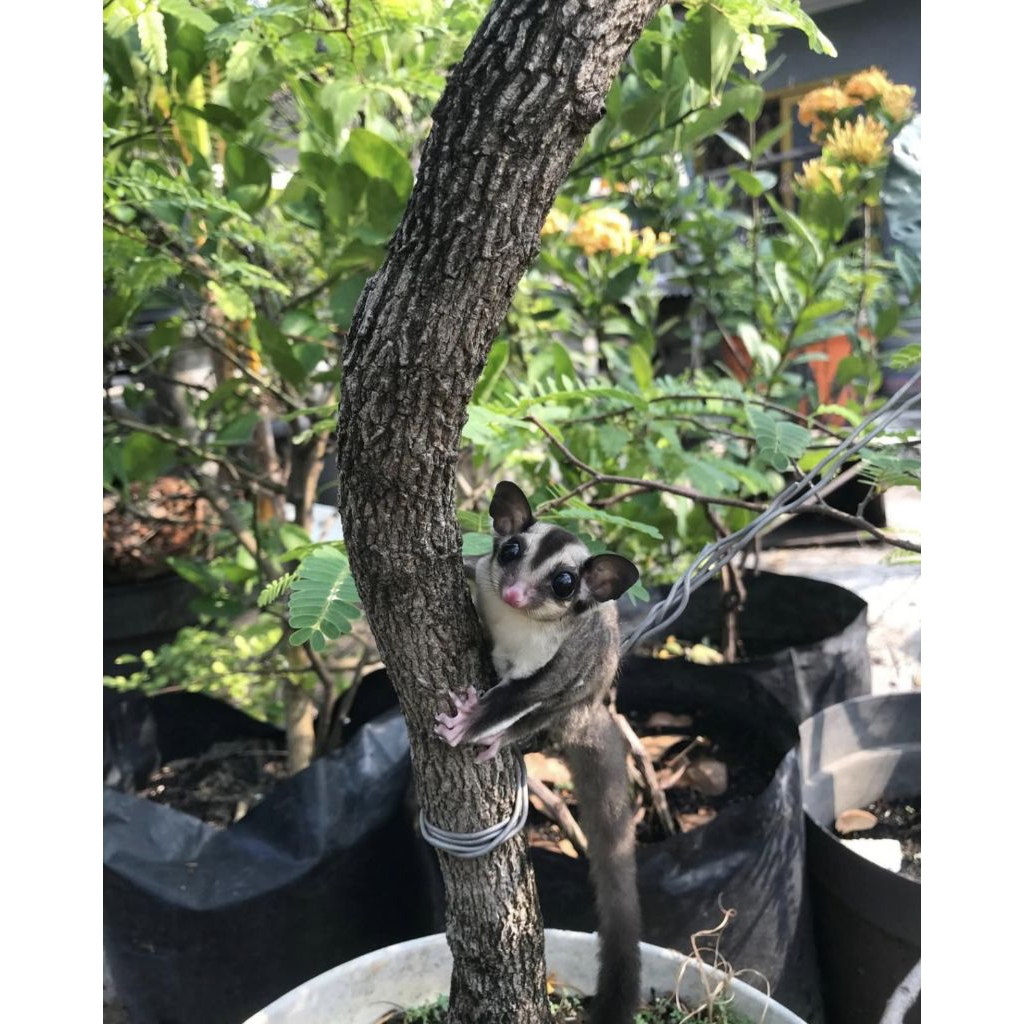 sugar glider joey
