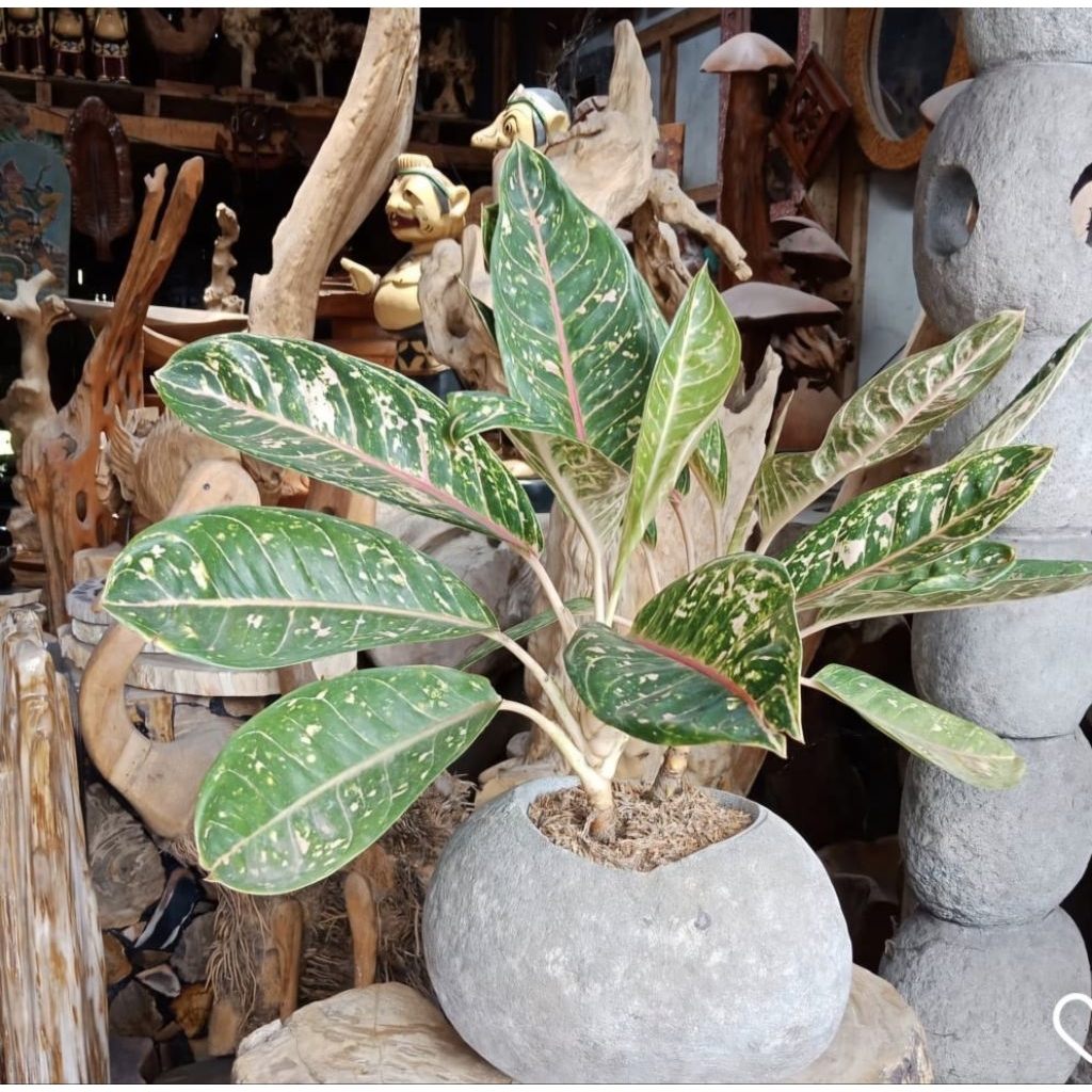 Pot bunga batu kali | pot bunga taman batu alam