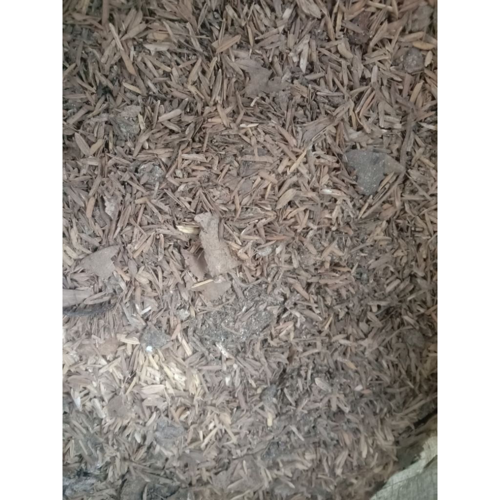 pupuk sekam ayam / kohe ayam